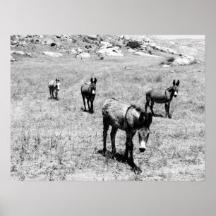 donkey 001 poster