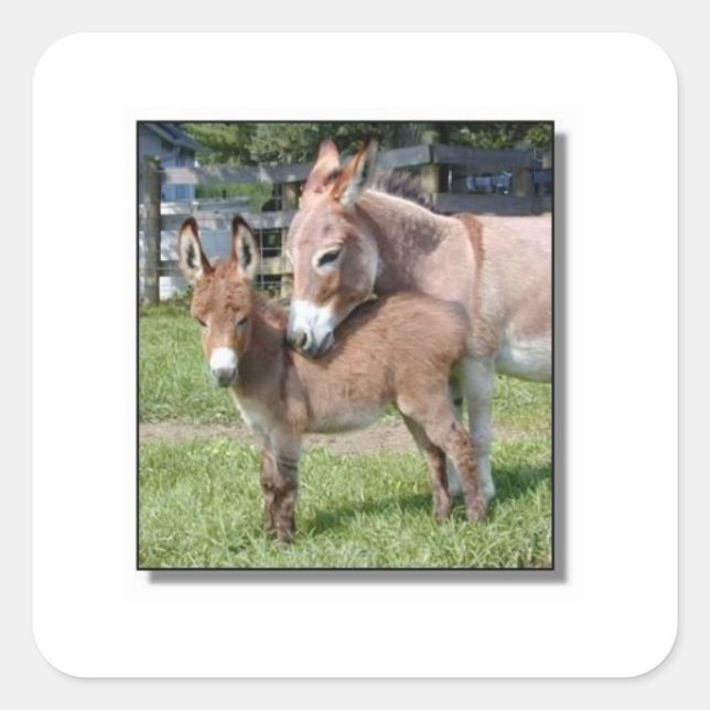 Donkey and Baby Square Sticker (Front)