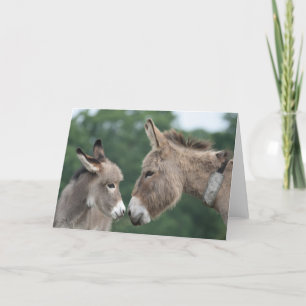 Donkey and foal card