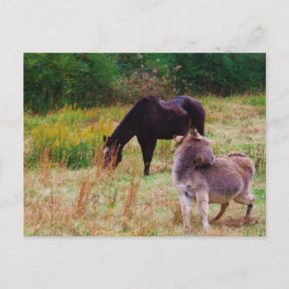 Donkey and horse in a Fall Field. Postcard