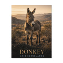 Donkey Arid Scrublands Wildlife ANIMAL
