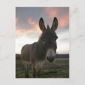 Donkey Art Postcard