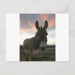 Donkey Art Postcard