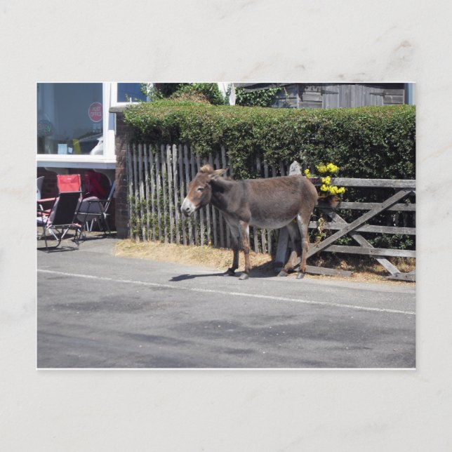 Donkey by the Gate Postcard (Front)