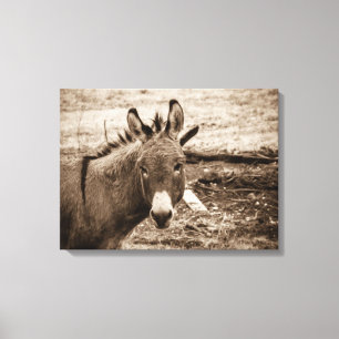 Donkey Canvas Print