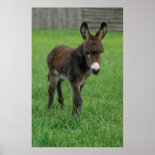 donkey, dwarf, in the puppet, portrait poster