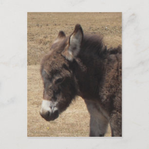Donkey Foal Photo Postcard