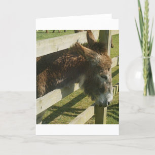 Donkey Greetings Card