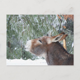 Donkey Holiday Postcard