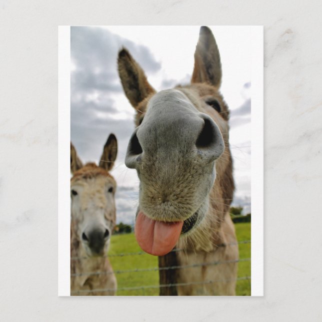 Donkey Humour Postcard (Front)