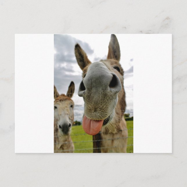 Donkey Humour Postcard (Front)