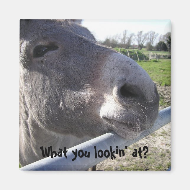 Donkey Magnet (Front)