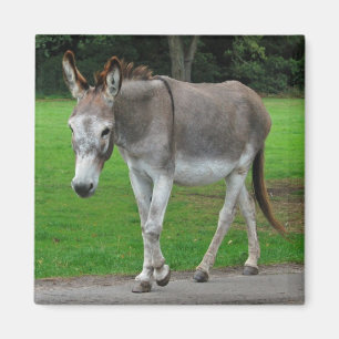 Donkey magnet