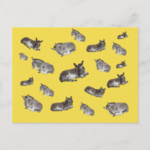 Donkey Mania Postcard