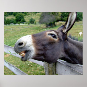 Donkey Mule Farm Animal Country Destiny Poster