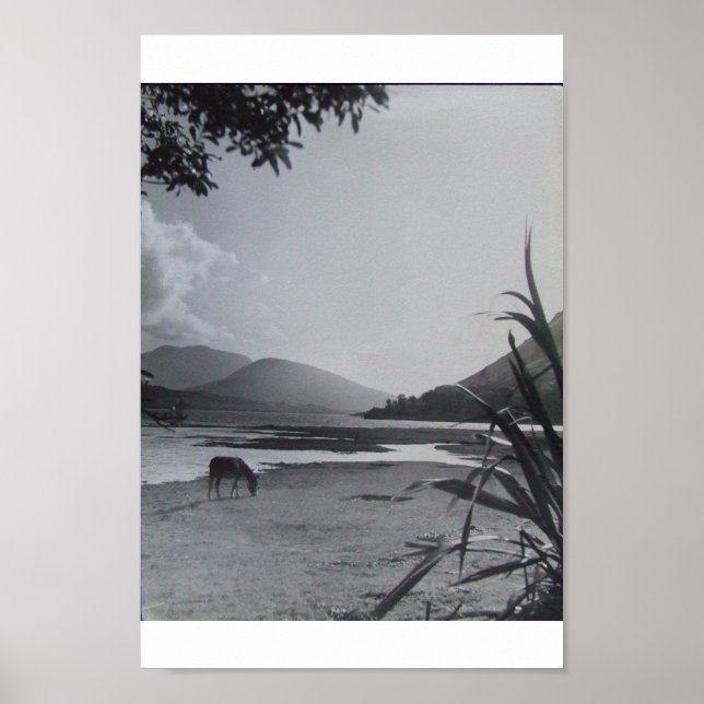 Donkey on Shoreline, 1960's Achill Island Ireland Poster (Front)