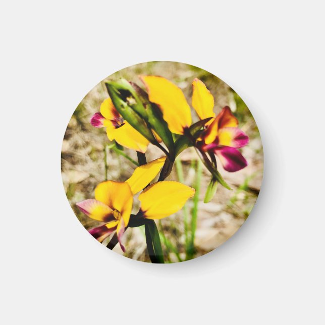 Donkey Orchids Magnet (Front)