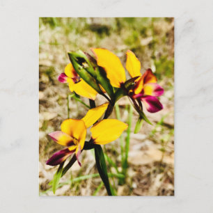Donkey Orchids Postcard