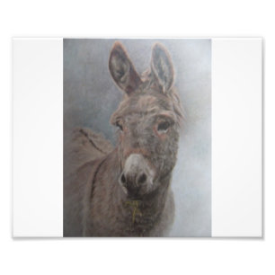 Donkey Photo Print