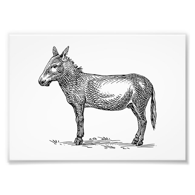 Donkey Photo Print (Front)