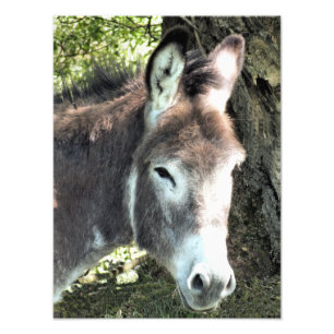 DONKEY PHOTO PRINT