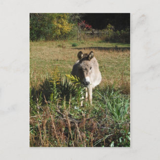 Donkey Picking Yellow Autumn Wildflowers Postcard