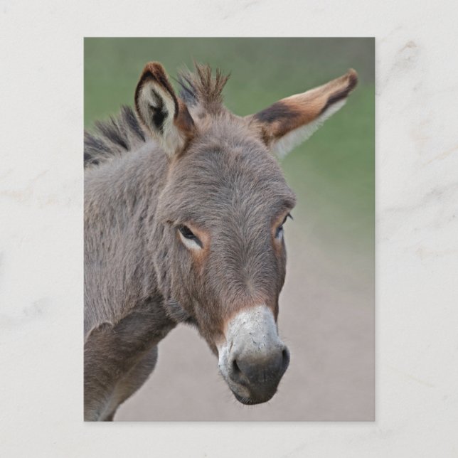 Donkey Portrait Postcard (Front)