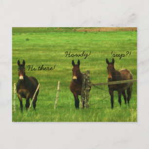 Donkey Postcard