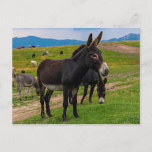 Donkey Postcard