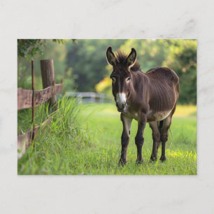 Donkey Postcard