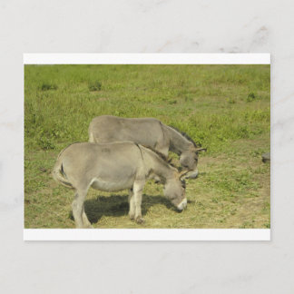 donkey postcard
