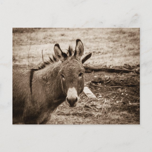 Donkey Postcard (Front)