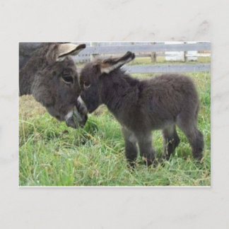 donkey postcard