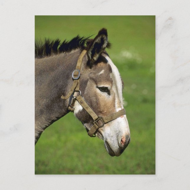 Donkey Postcard (Front)