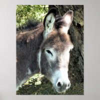 DONKEY