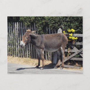 Donkey with Yellow Flowers Postcard