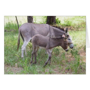 Donkey Zonkey Card