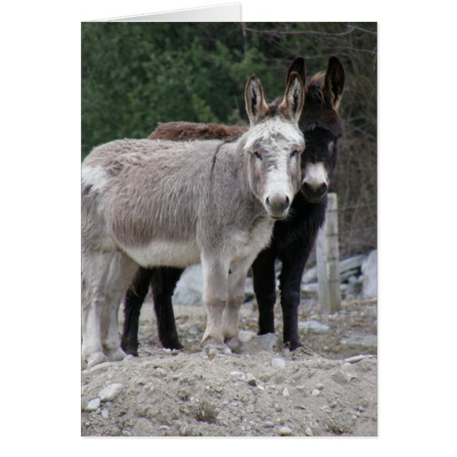Donkeys (Front)