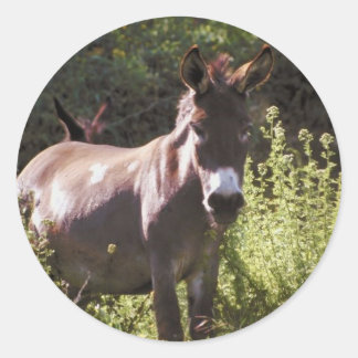 Donkeys at Pasture Classic Round Sticker