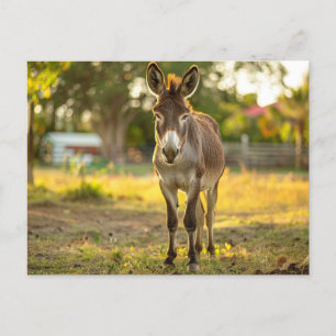 Donkeys Burro Postcard 
