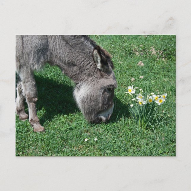 Donkeys Don't Eat Wild Daffodils Postcard (Front)