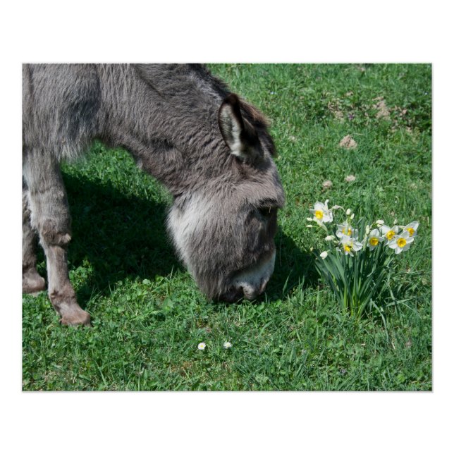 Donkeys Don't Eat Wild Daffodils Poster (Front)