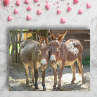 Donkeys in love Postcard