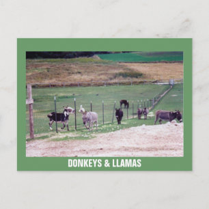 DONKEYS & LLAMAS POSTCARD