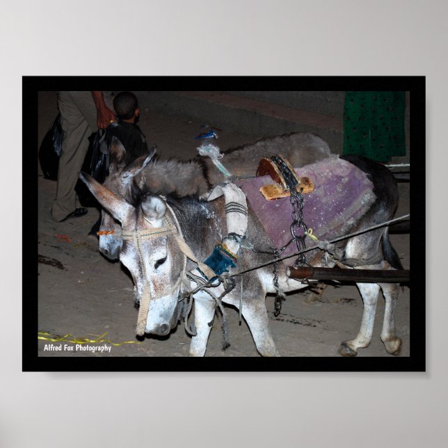 Donkeys of Luxor Poster (Front)