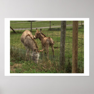 Donkeys Photo Poster