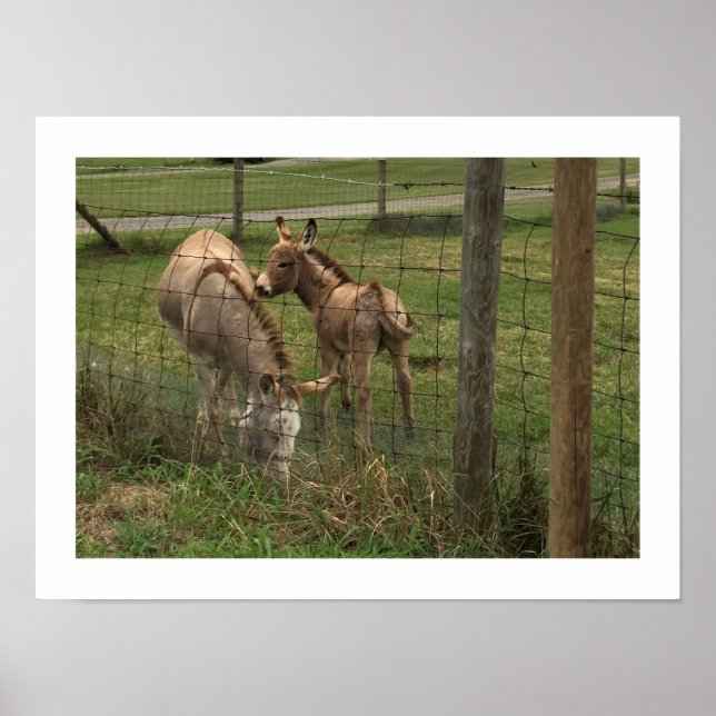 Donkeys Photo Poster (Front)