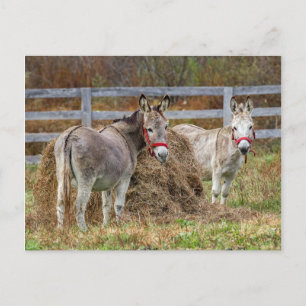 Donkeys Postcard