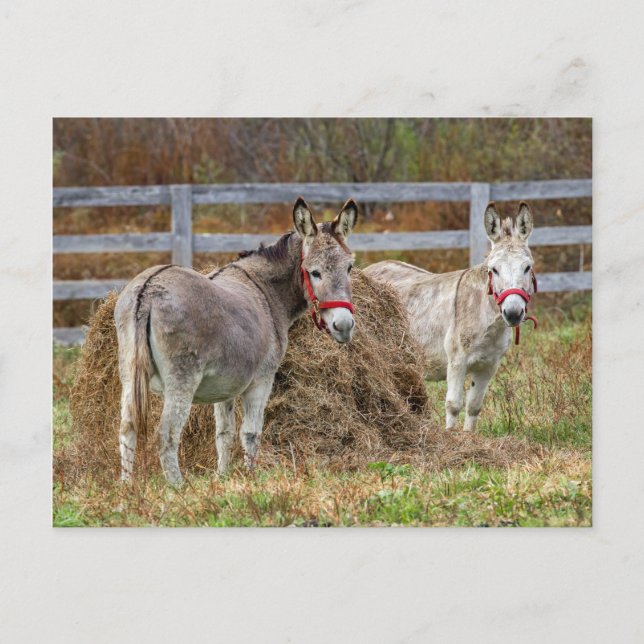 Donkeys Postcard (Front)