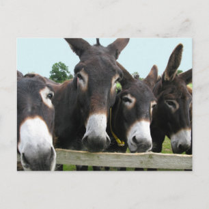 Donkeys Postcard
